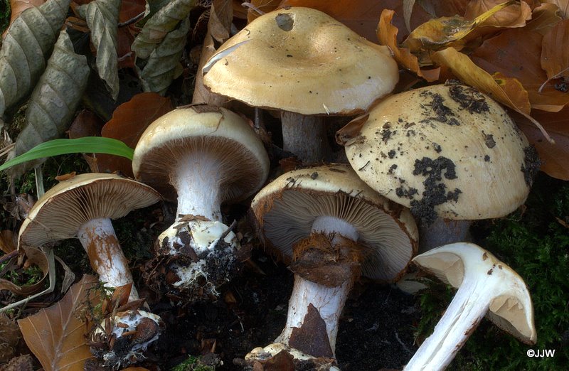 Cortinarius amoenolens